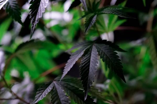 Cannabis Category For Submit A Guest Post