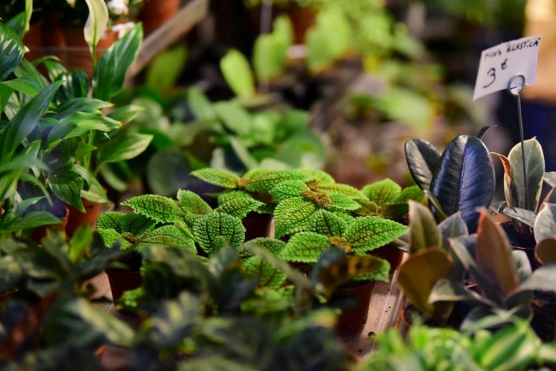 10 Lip-smacking Herbs and Spices for Overall Health