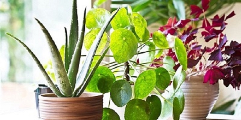 6 Religious Plants Of India Believed As Are A Source Of Divinity