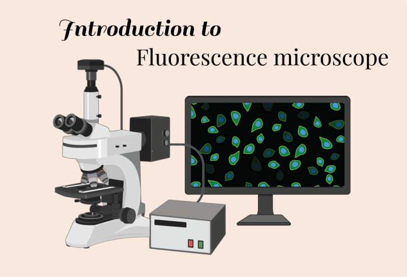 Fluorescent Microscope Read Here Benifits
