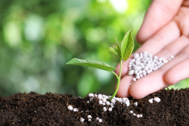 What Is A Plant Fertilizer?