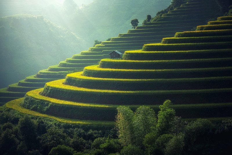 rice-plantation-1822444_1280.jpg