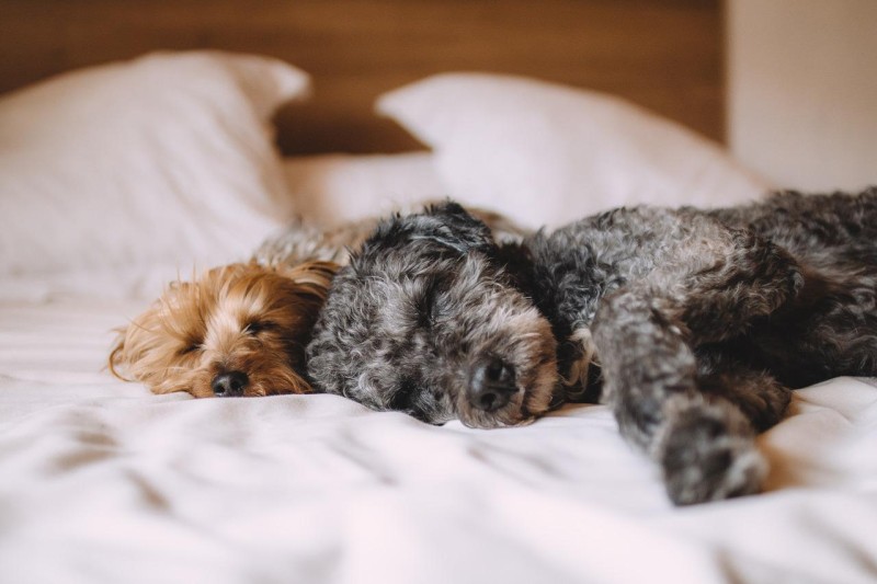 what-to-consider-when-buying-a-dog-bed-for-your-pet-626ac6e42fe60.jpg